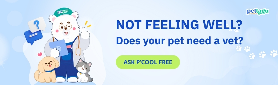 Pet not feeling well? Do they need the vet? Ask P'Cool free.