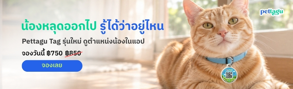 พรีออเดอร์ Pettagu Tag รุ่นใหม่ ดูตำแหน่งน้องได้ในแอป