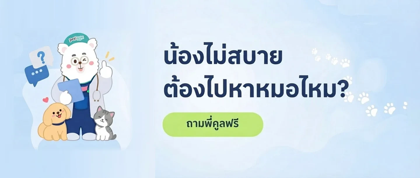 Banner image (ลิงก์ไปแท็บพี่คูลในแอป)