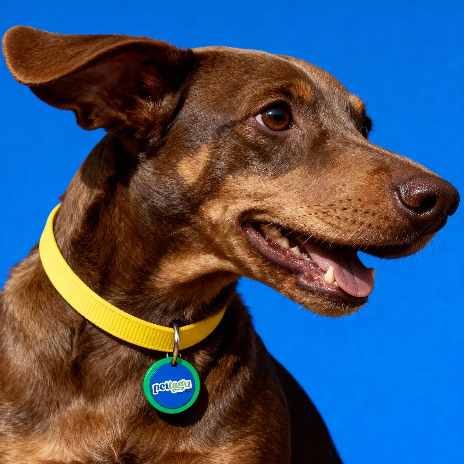 Dog wearing a Pettagu Tag